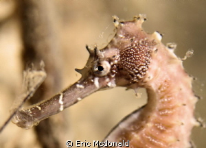 close  canon 7D/ 60mm macro/ F-4/ iso400 by Eric Mcdonald 